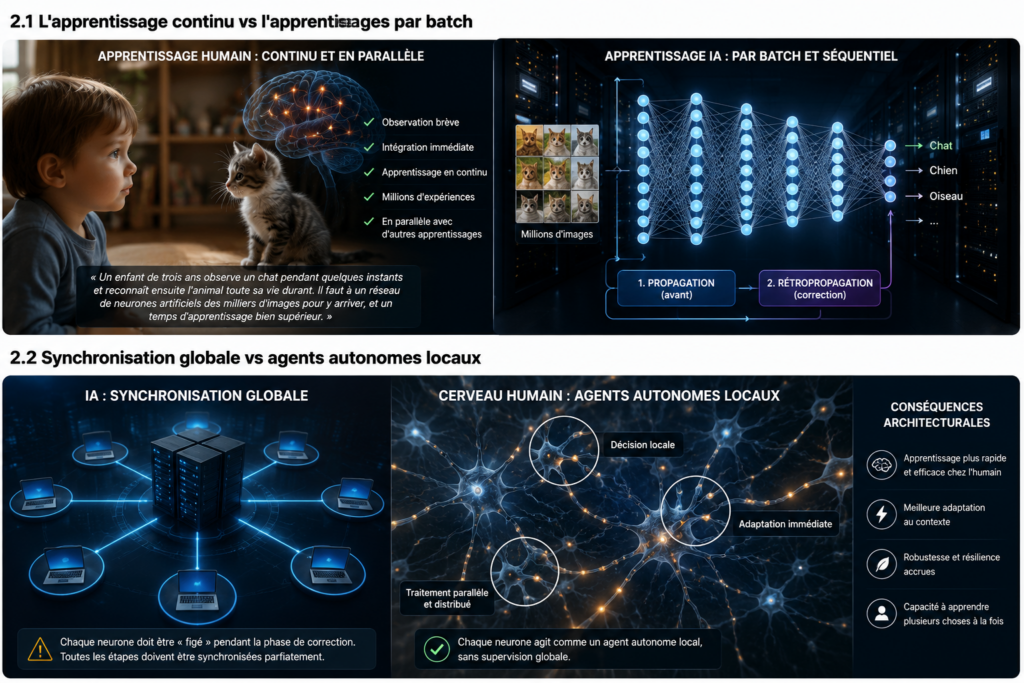 Cerveau humain vs IA